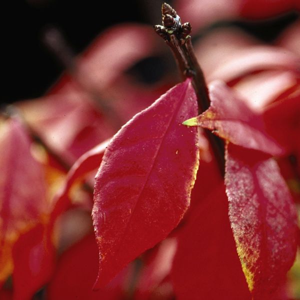 Winged Burning Bush - Image 5