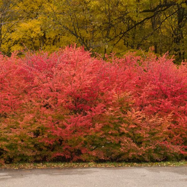 Winged Burning Bush - Image 2