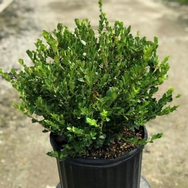 Winter Beauty Boxwood - Image 2