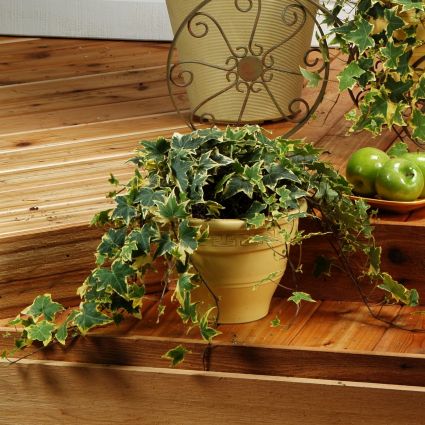 Yellow Ripple Ivy - Image 3