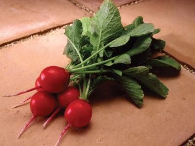 Radish Watermelon Seed Pack