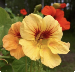 Nasturtium Glorious Gleam Seed Pack